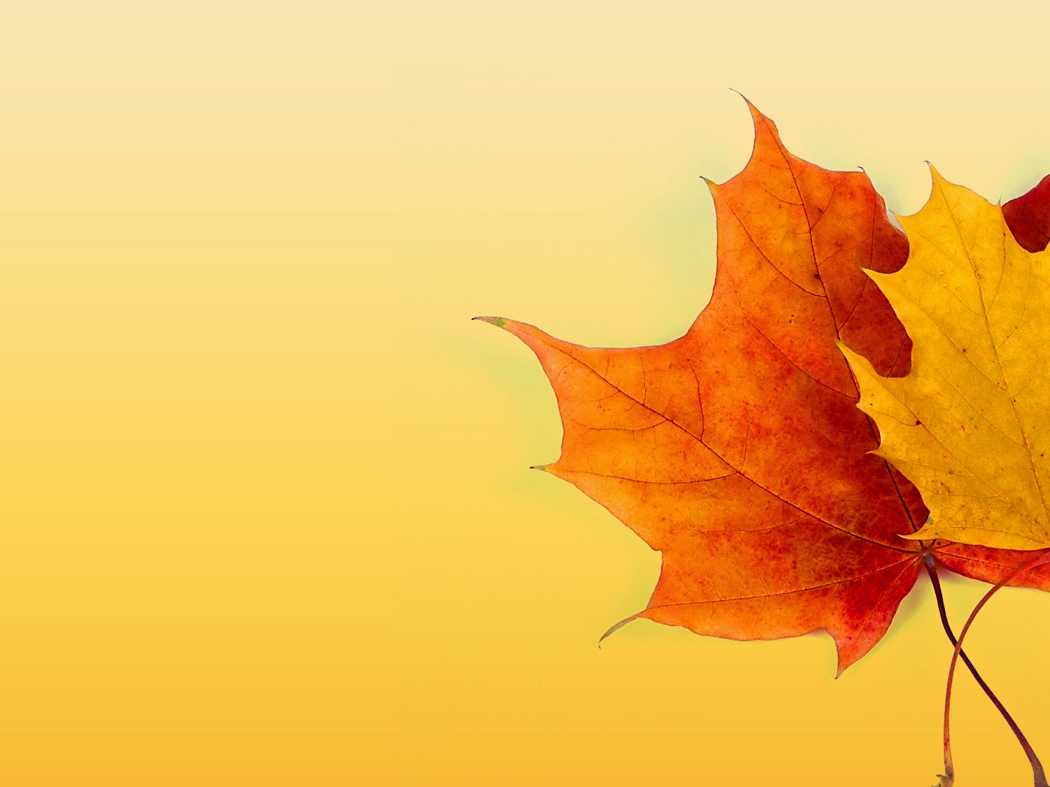 Autumn Ppt Background – Powerpoint Backgrounds For Free Within Free Fall Powerpoint Templates