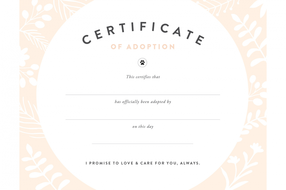 Pretty Fluffy With Toy Adoption Certificate Template