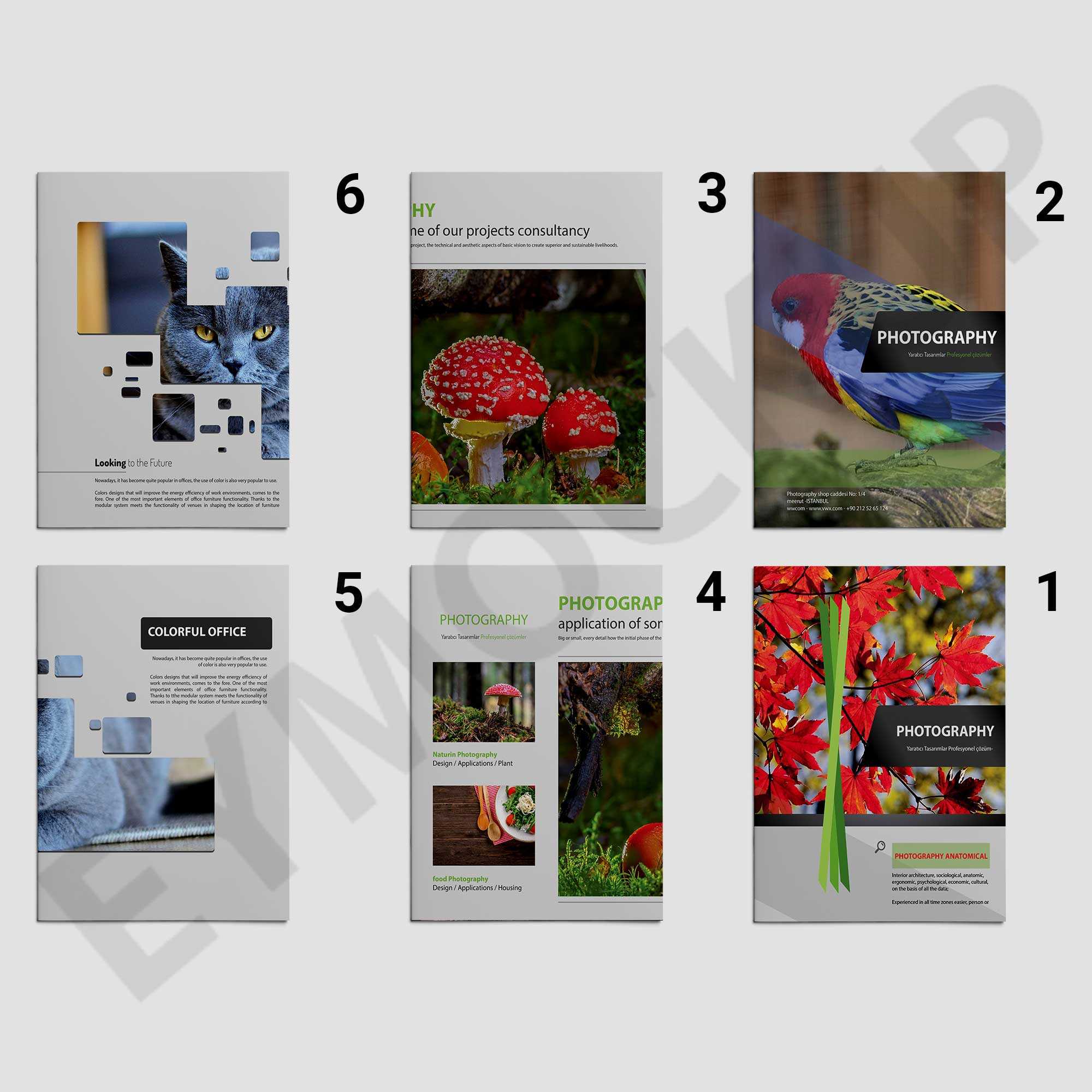 Zoo Photography Brochure Template | Eymockup With Zoo Brochure Template